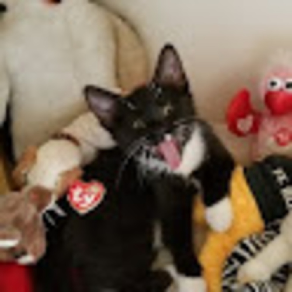 Meet your Posher, Joanne kadnar